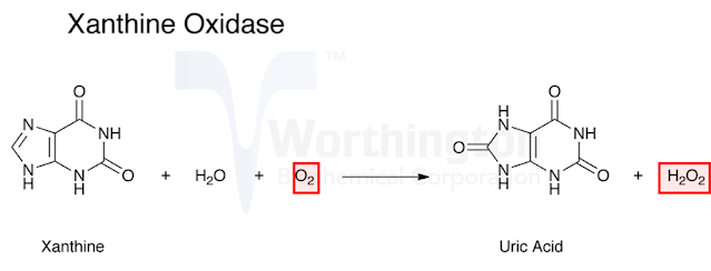 Oxidoreductases enzyme example xanthine oxidase