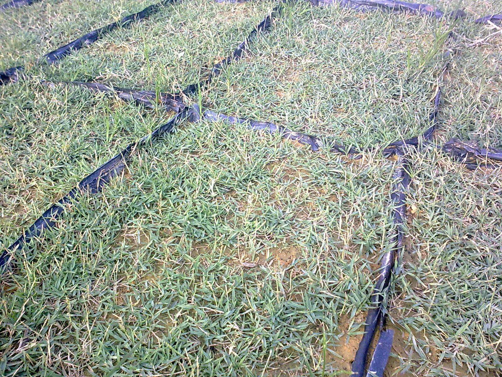  Rumput  dan penggunaannya hari ini Zikri Husaini