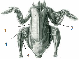 Sơ đồ hệ cơ gà