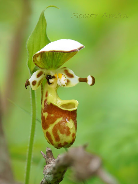 Cypripedium segawae