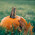 Ripe pumpkin in the middle of green grass