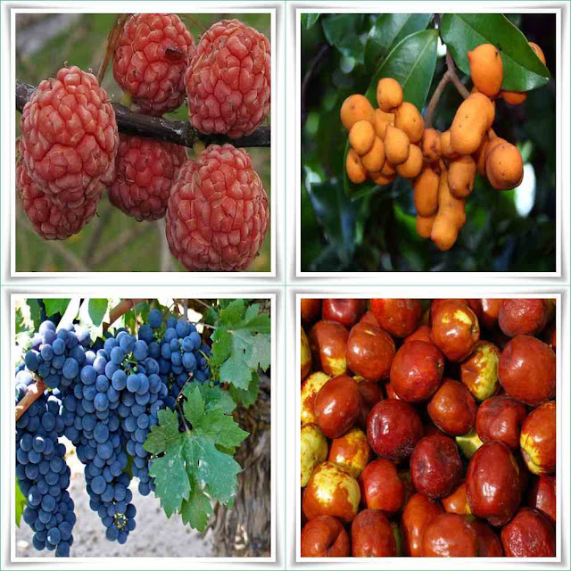 Fruit Names Beginning With Z