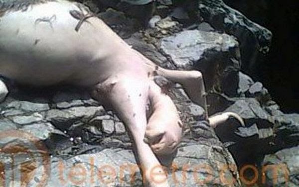 Standby Life 宇宙人 パナマで奇妙な生物の死体が見つかりました ちょいグロ注意 Weird Animal Found In Panama