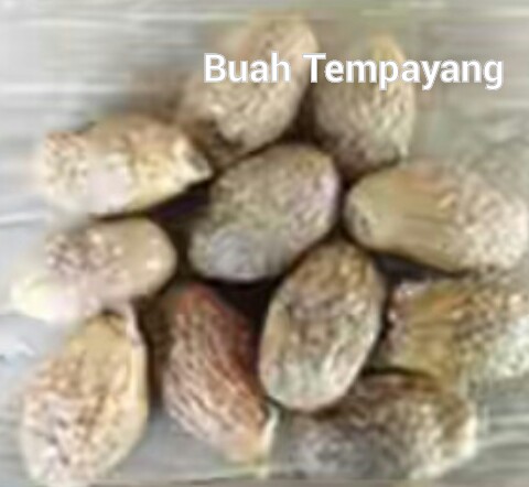 cara mengatasi panas dalam dengan buah tempayang