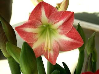 Hippeastrum sp. - Amaryllis - Faux amaryllis