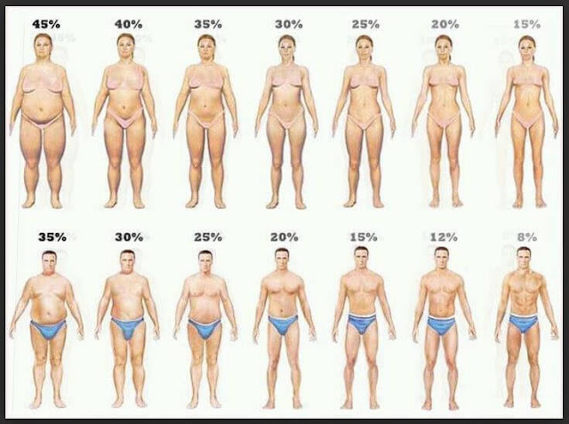 body fat percentage