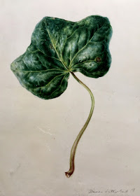 Finished painting of an ivy leaf on vellum