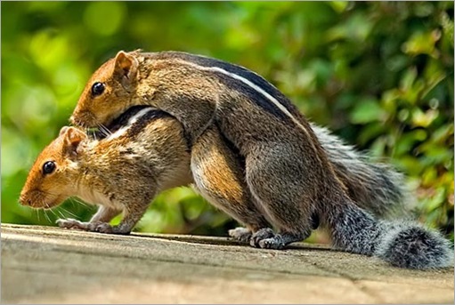 Animal Typed Love