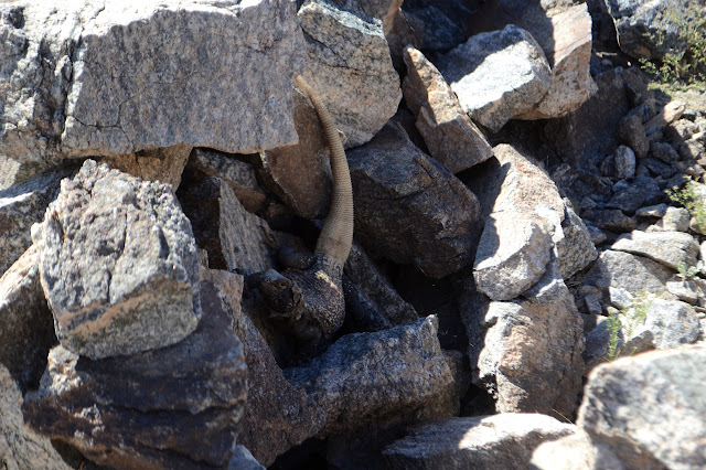 female chuckwalla