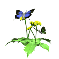8 Gambar Animasi Kupu-kupu Bergerak - Gambar Animasi GIF ...
