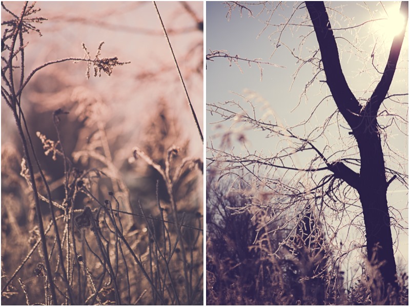 SycamoreLane Photography- winter nature