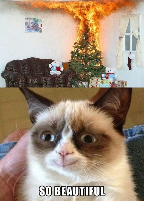 Grumpy Cat Meme  Funny Collection World