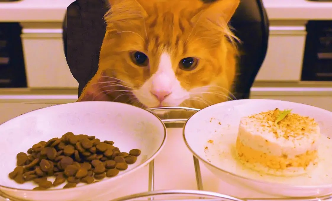 The 7 best cat food recipes