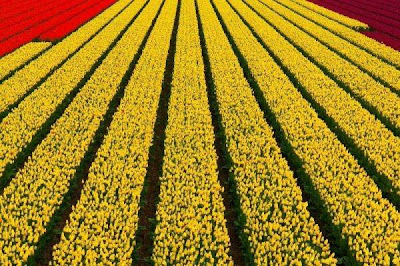 Tulip fields Netherlands