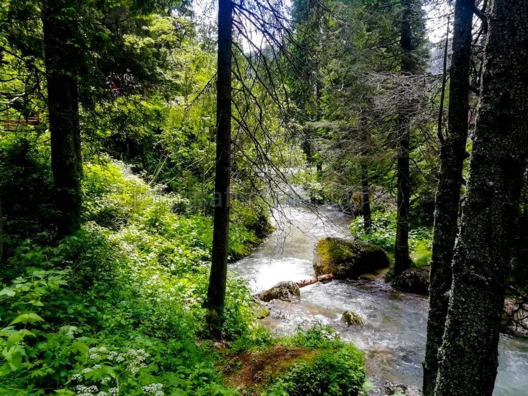 Padure, langa Manastirea Pestera Ialomitei, Dambovita