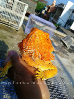 Jual  Bearded Dragon