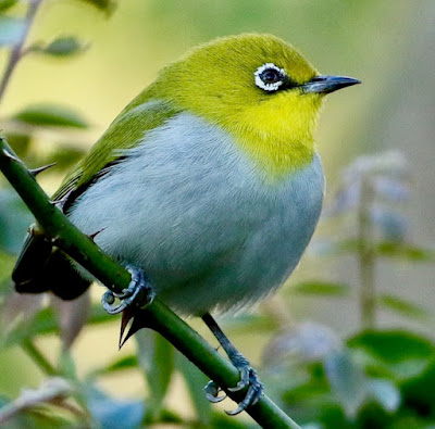 "Indian White-eye - Zosterops palpebrosus, perched on a rose bush."