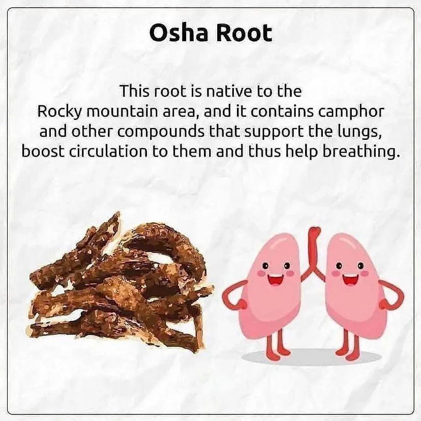 Osha Roots is one of the Most Powerful Medicinal Plants and Herbs, Backed by Science