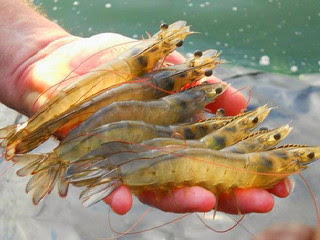 Bagaimana cara merawat udang vaname supaya cepat besar Begini Merawat Udang Vaname supaya Cepat Besar