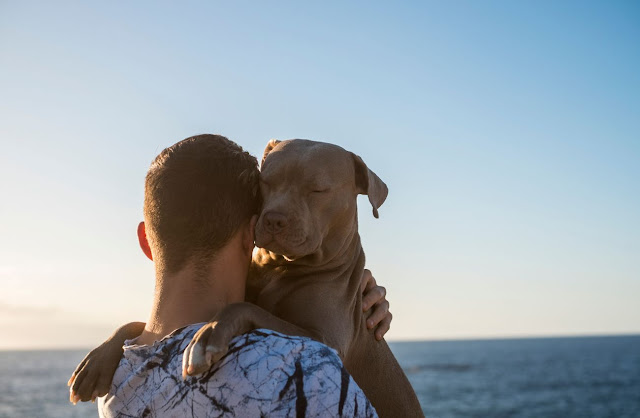 Por Que Seu Cachorro Dorme Com Você?