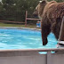 Bear gets summer started by taking dip in swimming pool