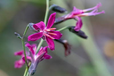 [Asteraceae] Prenanthes purpurea – Purple Lettuce (Lattuga montana porporina) 