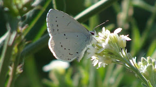 Celastrina argiolus female DSC57264