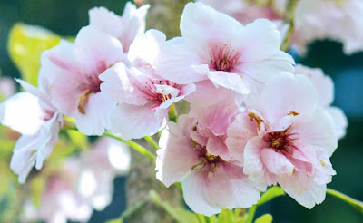 Photo Cherry Blossom