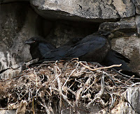 Common ravens juveniles on nest, Iceland - by Lara Stefansdottir, May 2007