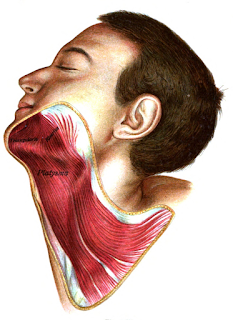 platysma muscle, action, muscle picture