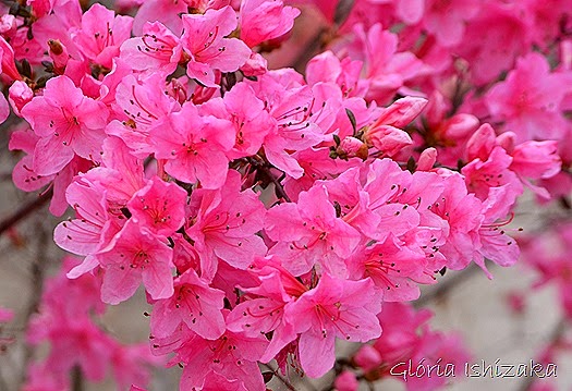 Glória Ishizaka - azalea 1