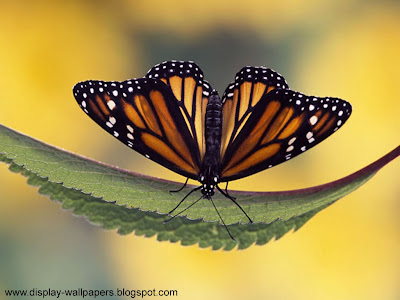 Butterfly Desktop Wallpaper HD