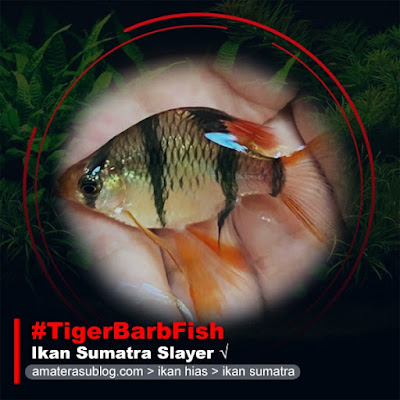 ikan-sumatra-slayer-tiger-barb-fish-slayer