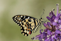 Papilio demoleus