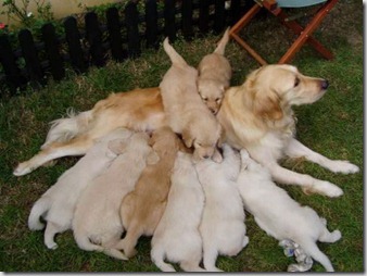 FotoperParvovirus