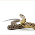''Riddle Dinner Snake'' Found in Belly of Another Snake Finally Known