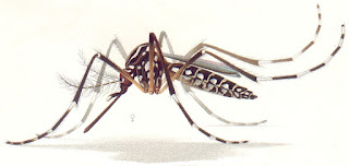 Image result for nyamuk aedes