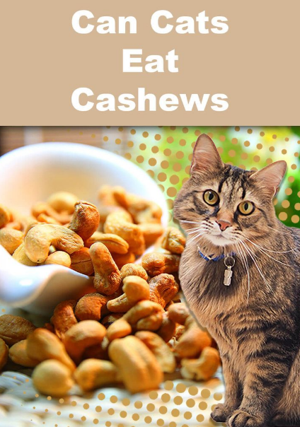 can cats eat cashews