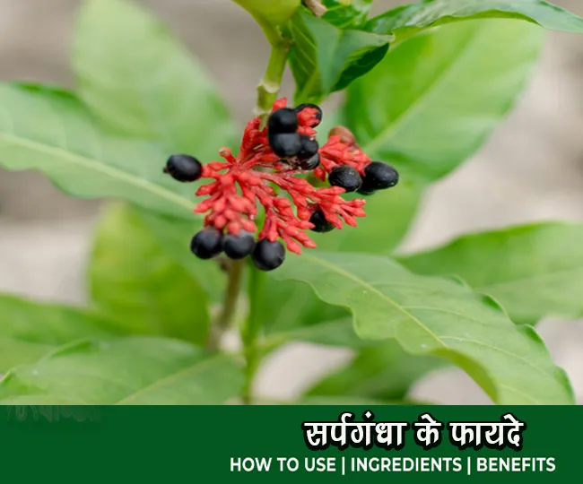 सर्पगंधा क्या है सर्पगंधा के फायदे Sarpgandha Herb Benefits