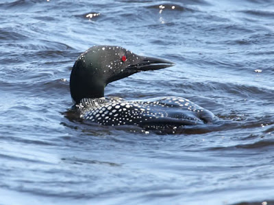 common loon facts. house 2010 common loon facts.