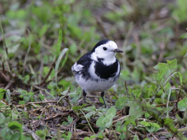 Lavandera blanca Enlutada (Motacilla alba yarrellii)