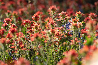 Indian Paintbrush along Andrew's Road