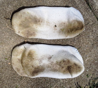 Dirty Socks is a science experiment that demonstrates how seeds can travel by hitching themselves to clothing & animal fur. You only need clean socks!
