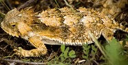 Regal Horned Lizard