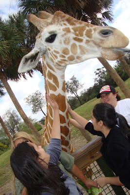 Parque temático Busch Gardens - Tampa - Florida