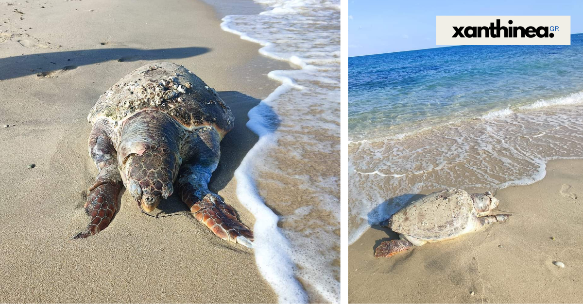 Ακόμα μια θάλασσα χελώνα νεκρή στην παραλιακή ζώνη της Ξάνθης