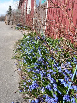 007 Scilla siberica Daniel Grankvist