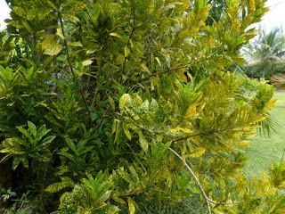 Croton panaché  'gold dust' - Codiaeum variegatum 'gold dust'