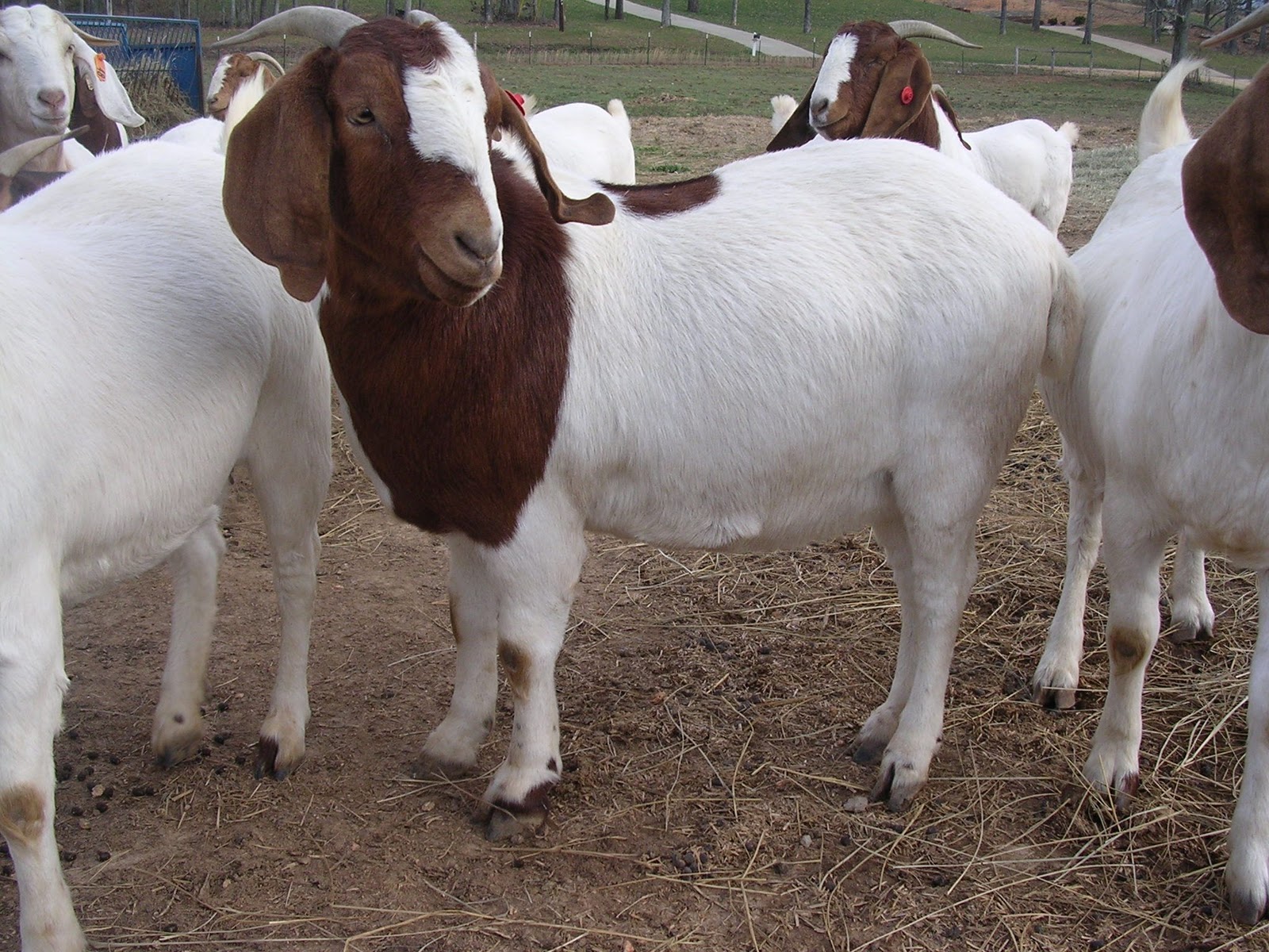 Kurban Satu Kambing untuk Ayah Ibu - Konsultasi Syariah Islam