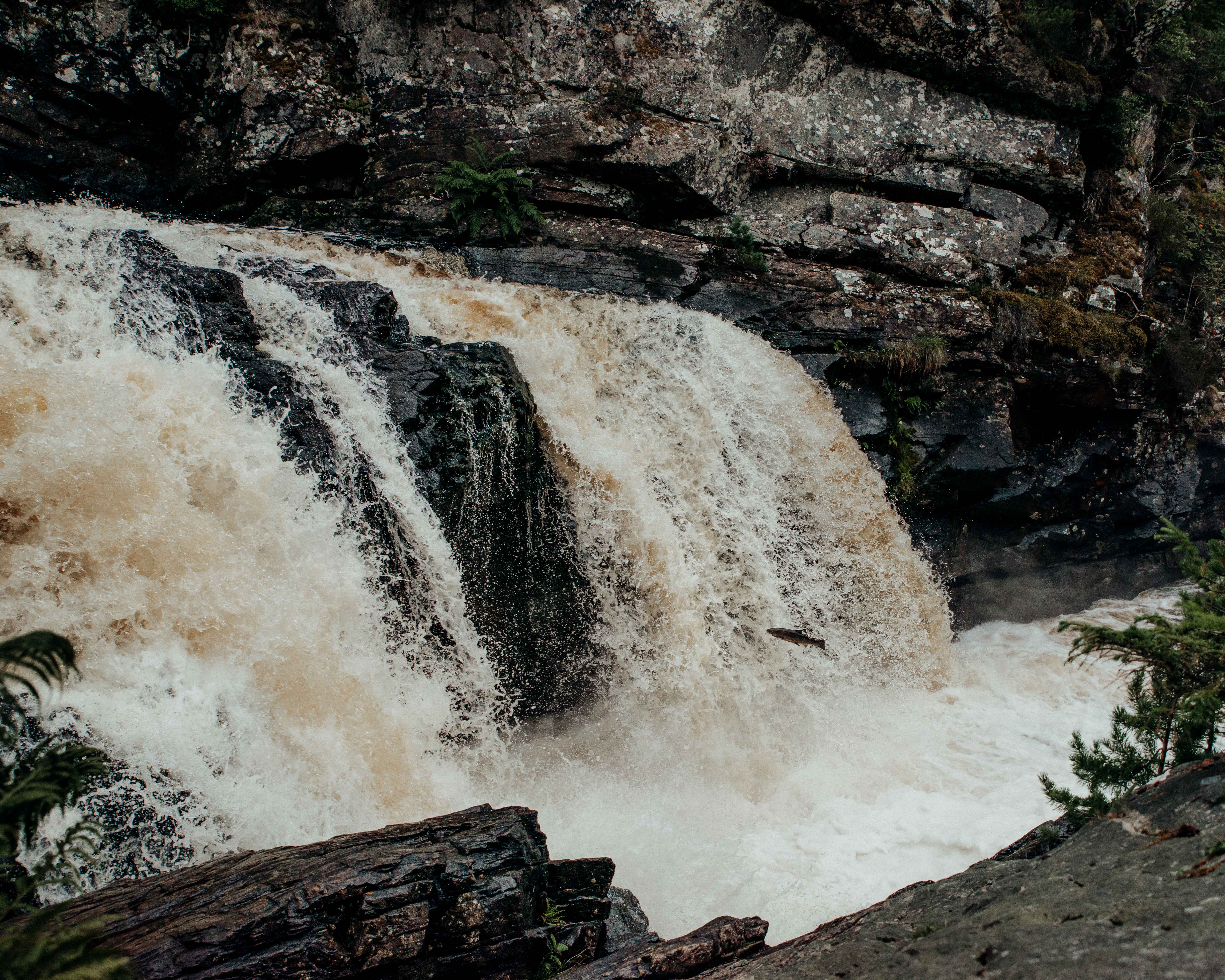 leaping salmon rogie falls liquid grain